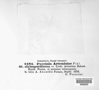 Puccinia artemisiae image